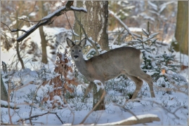 <p>SRNEC OBECNÝ (Capreolus capreolus) Šluknovsko - Harta /European roe deer - Reh/</p>